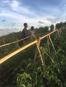 Kebun sayur milik kelompok tani Tabaramusu(selasa 28 Juli 2020)